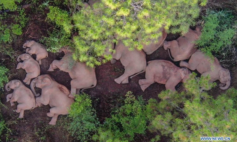 Aerial photo taken on June 13, 2021 shows a herd of wild Asian elephants in Shijie Township of Yimen County, Yuxi City, southwest China's Yunnan Province.Photo:Xinhua