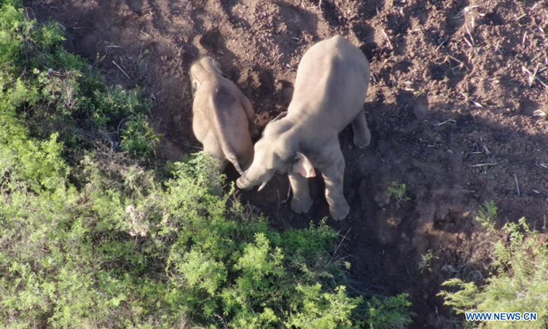 Screen grab from drone video shows the Asian elephants in Eshan County of Yuxi, southwest China's Yunnan Province on June 20, 2021.Photo:Xinhua