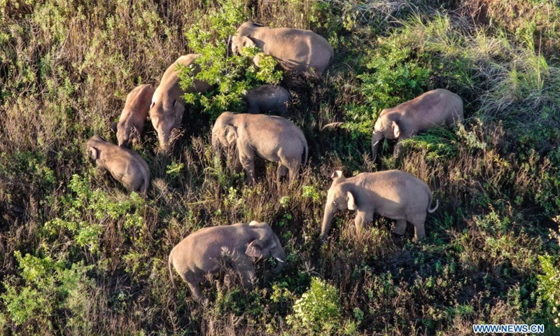 Aerial photo taken on June 20, 2021 shows the Asian elephants in Dalongtan Township of Eshan County, Yuxi City of southwest China's Yunnan Province.Photo:Xinhua