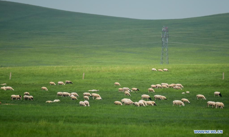 Sheep forage on the Xilingol Grassland in north China's Inner Mongolia Autonomous Region, July 12, 2021.(Photo: Xinhua)