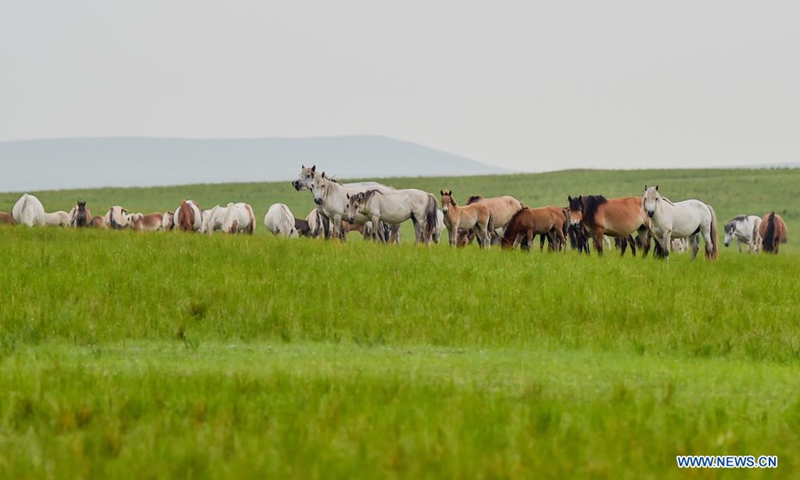 Horses forage on the Xilingol Grassland in north China's Inner Mongolia Autonomous Region, July 12, 2021.(Photo: Xinhua)