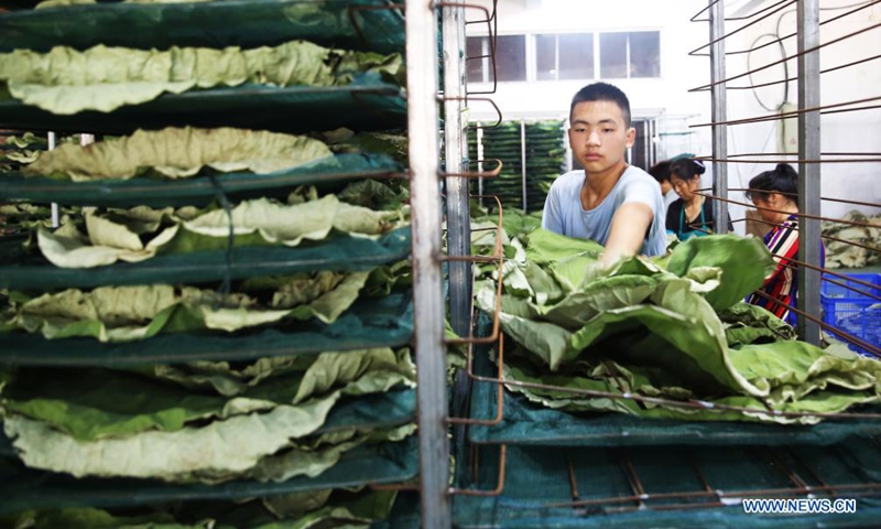 Workers process lotus leaves at a workshop in Linhuai Town of Sihong County, east China's Jiangsu Province, July 14, 2021. (Photo: Xinhua)
