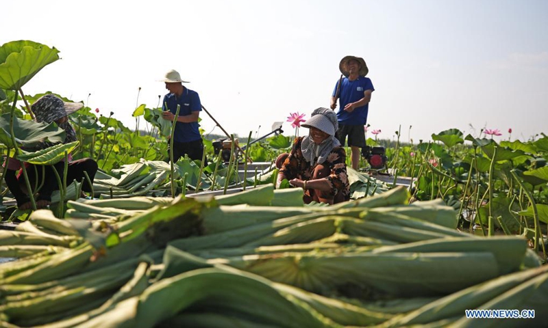 Villagers harvest lotus leaves on the Hongze Lake in Sihong County, east China's Jiangsu Province, July 14, 2021.(Photo: Xinhua)