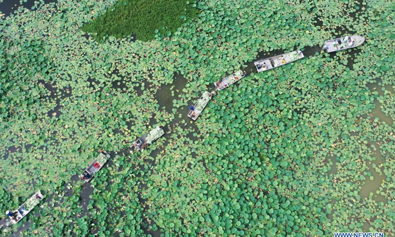 Aerial photo taken on July 14, 2021 shows villagers harvesting lotus leaves on the Hongze Lake in Sihong County, east China's Jiangsu Province. (Photo: Xinhua)