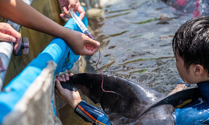 Whale breeders take blood tests for a whale treated at Linhai Hong Ye Seafood Farming Company on July 7, 2021. Photo: VCG