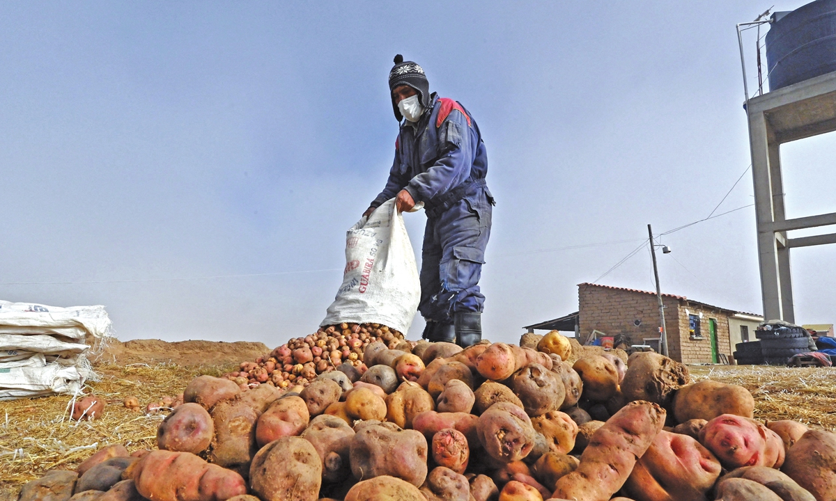 A peasant works with potatoes that will be used to make chuno (dehydrated potato) in Bolivia on June 30, 2021. Photo: AFP 