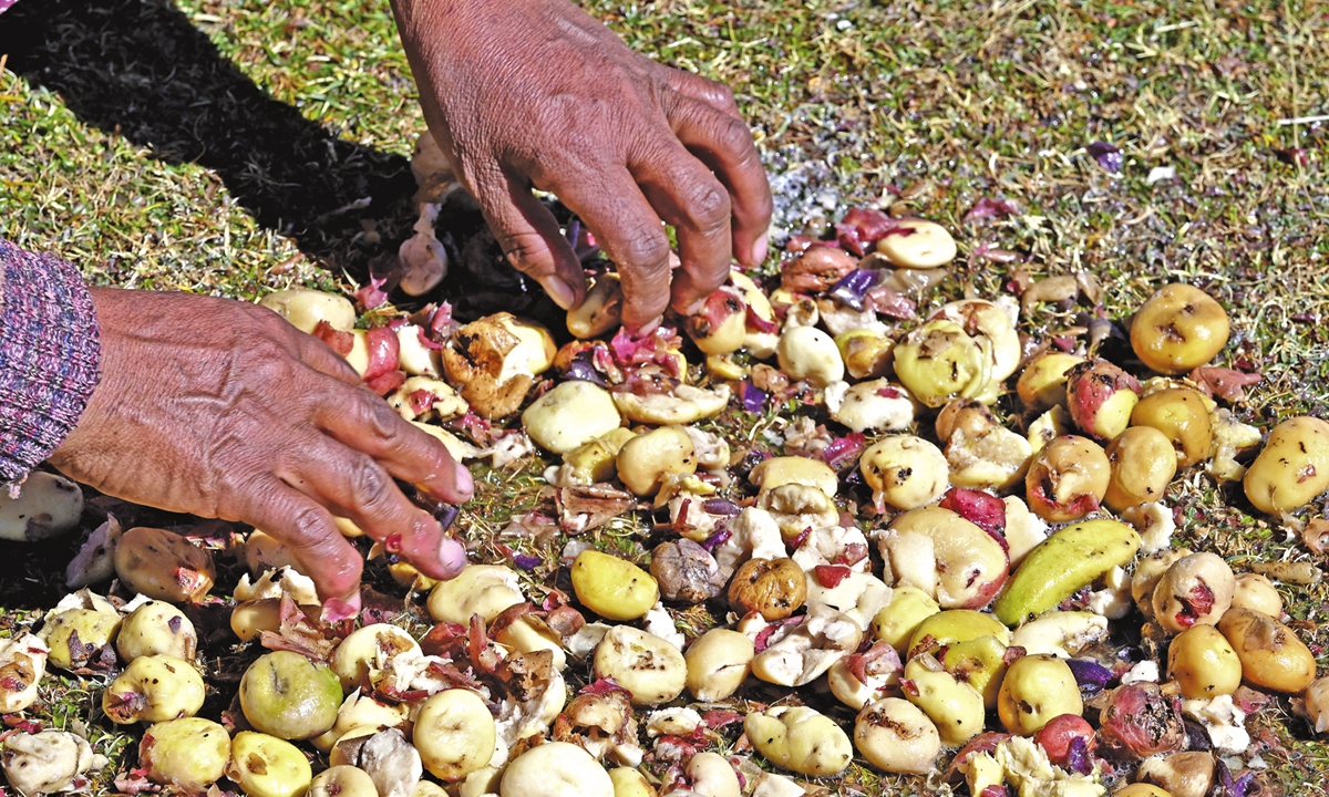 Potatoes that have begun the process of becoming chuno  Photos: AFP
