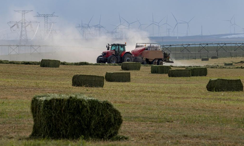 People harvest forage grass at Pingtai Village in Yanchi County, northwest China's Ningxia Hui Autonomous Region, July 14, 2021. Photo:Xinhua