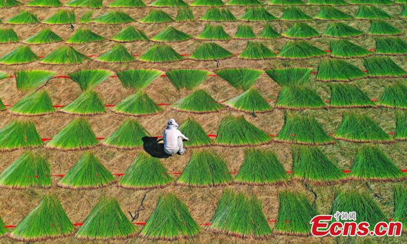 Villagers dry mat grass in Shuanggang Village, Linhai City, Taizhou City, Zhejiang Province, July 15, 2021.Photo:China News Service