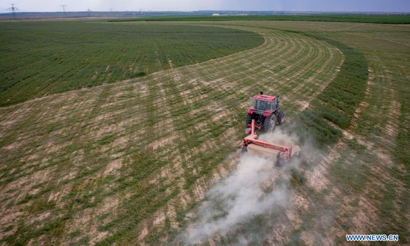 Aerial photo taken on July 14, 2021 shows people harvesting forage grass at Pingtai Village in Yanchi County, northwest China's Ningxia Hui Autonomous Region.Photo:Xinhua