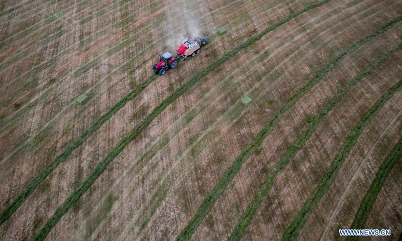 Aerial photo taken on July 14, 2021 shows people harvesting forage grass at Pingtai Village in Yanchi County, northwest China's Ningxia Hui Autonomous Region.Photo:Xinhua