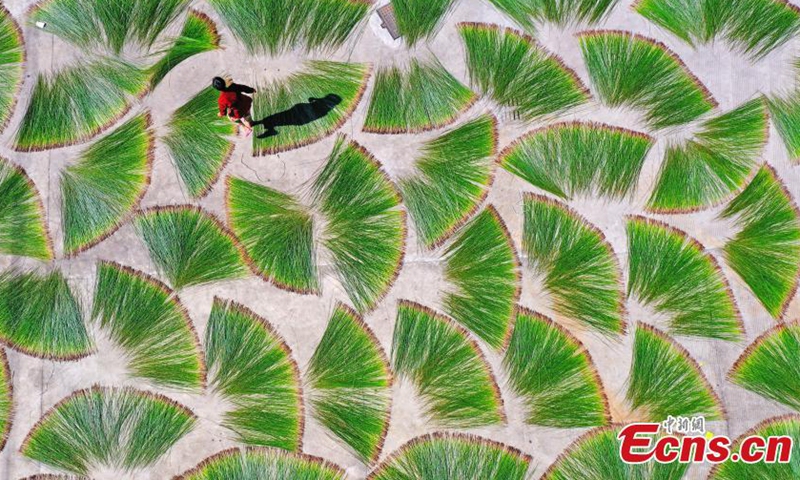 Villagers dry mat grass in Shuanggang Village, Linhai City, Taizhou City, Zhejiang Province, July 15, 2021.Photo:China News Service