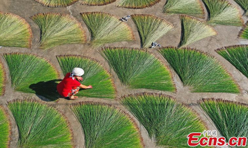 Villagers dry mat grass in Shuanggang Village, Linhai City, Taizhou City, Zhejiang Province, July 15, 2021.Photo:China News Service