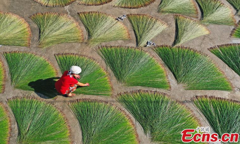 Villagers dry mat grass in Shuanggang Village, Linhai City, Taizhou City, Zhejiang Province, July 15, 2021.Photo:China News Service