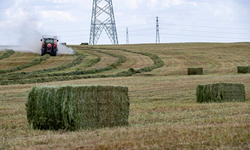 People harvest forage grass at Pingtai Village in Yanchi County, northwest China's Ningxia Hui Autonomous Region, July 14, 2021. Photo:Xinhua