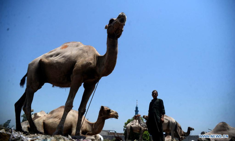 A camel trader waits for customers at an animal market ahead of Eid al-Adha festival in northwest Pakistan's Peshawar on July 17, 2021.(Photo: Xinhua)
