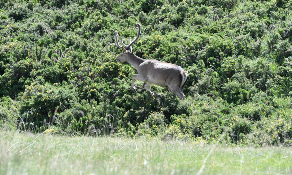 Photo taken on July 17, 2021 shows red deer at a cultivation field in Sunan Yugur Autonomous County, northwest China's Gansu Province. More than 500 red deer live in the cultivation field of Sunan Yugur Autonomous County that is located on the valley of the Qilian Mountain at an altitude of 2,700 to 3,000 meters. (Xinhua/Fan Peishen)