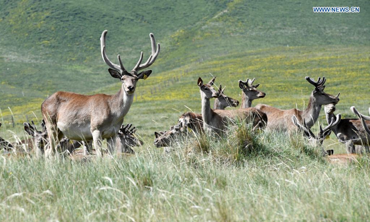 Photo taken on July 17, 2021 shows red deer at a cultivation field in Sunan Yugur Autonomous County, northwest China's Gansu Province. More than 500 red deer live in the cultivation field of Sunan Yugur Autonomous County that is located on the valley of the Qilian Mountain at an altitude of 2,700 to 3,000 meters. (Xinhua/Fan Peishen)