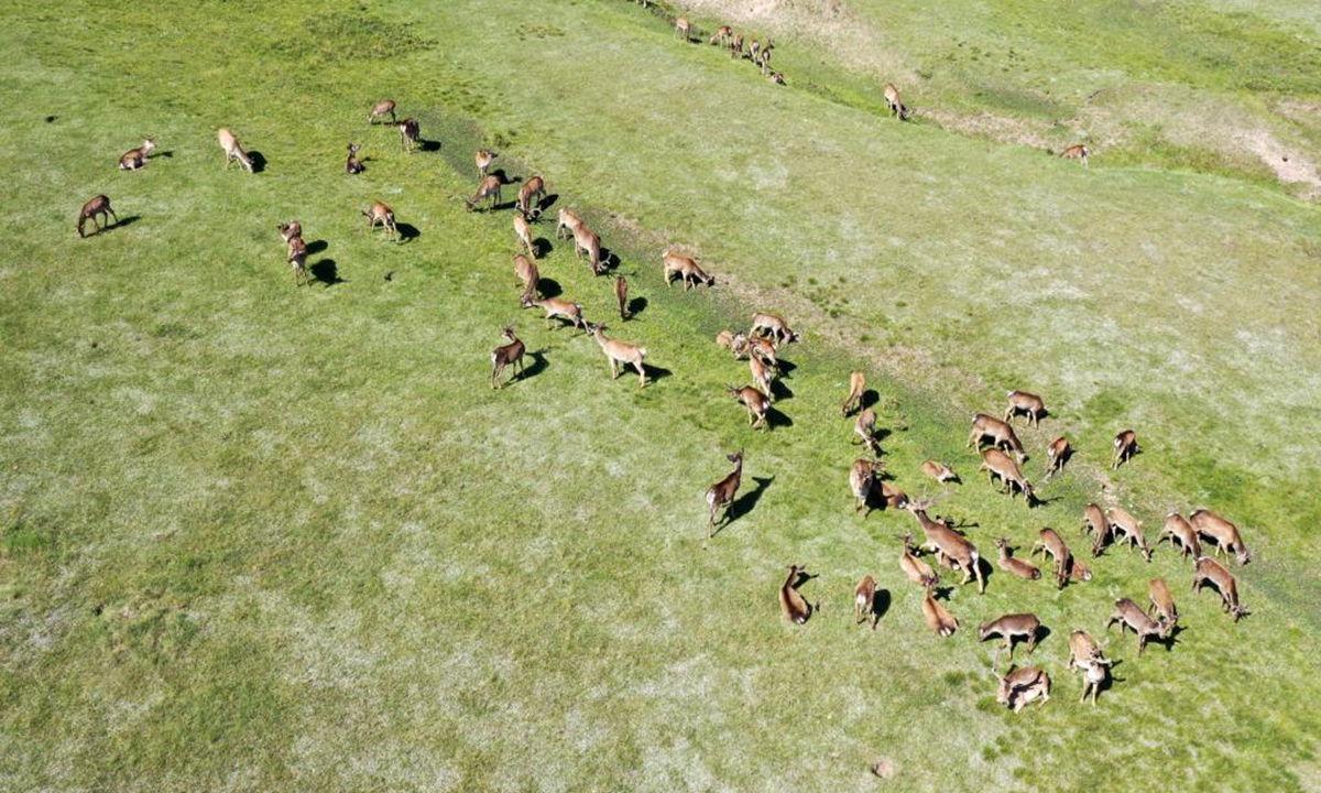 Aerial photo taken on July 17, 2021 shows red deer at a cultivation field in Sunan Yugur Autonomous County, northwest China's Gansu Province. More than 500 red deer live in the cultivation field of Sunan Yugur Autonomous County that is located on the valley of the Qilian Mountain at an altitude of 2,700 to 3,000 meters. (Xinhua/Fan Peishen)