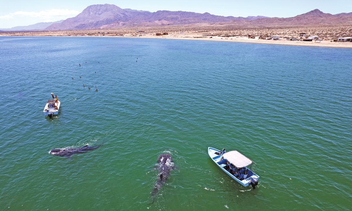 Whale sharks (Rhincodon Typu) swim near boats with visitors in the Sea of Cortez at Bahia de los Angeles, Baja California state, Mexico on Saturday. The whale shark watching season in Bahia de los Angeles goes from July to November. Photo: AFP
