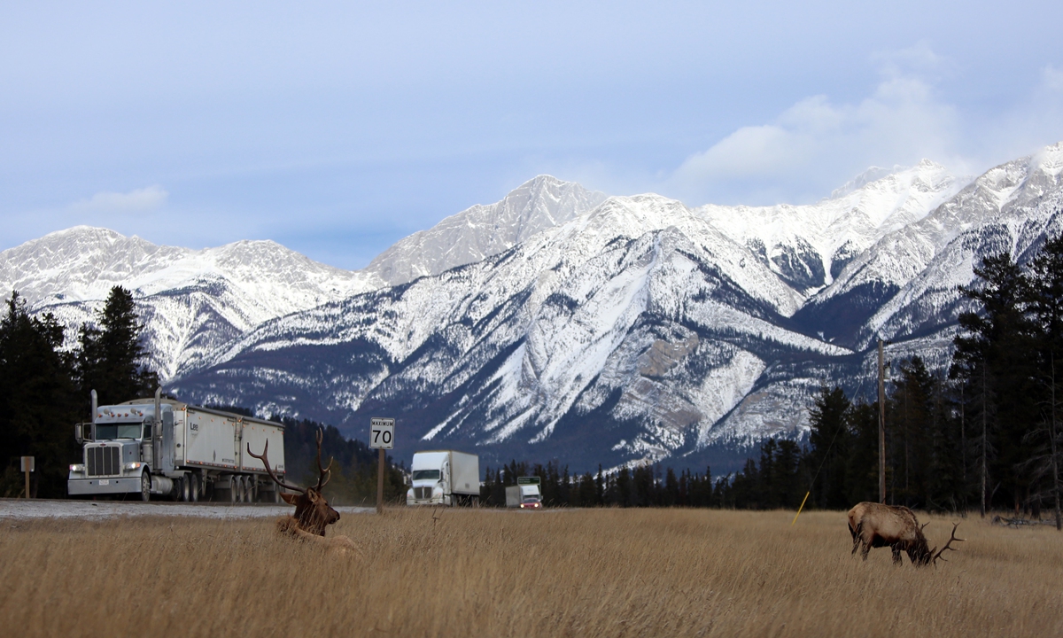 Two elk bulls are seen by the highway in Jasper, Alberta, Canada on January 5, 2021. Photo: VCG
