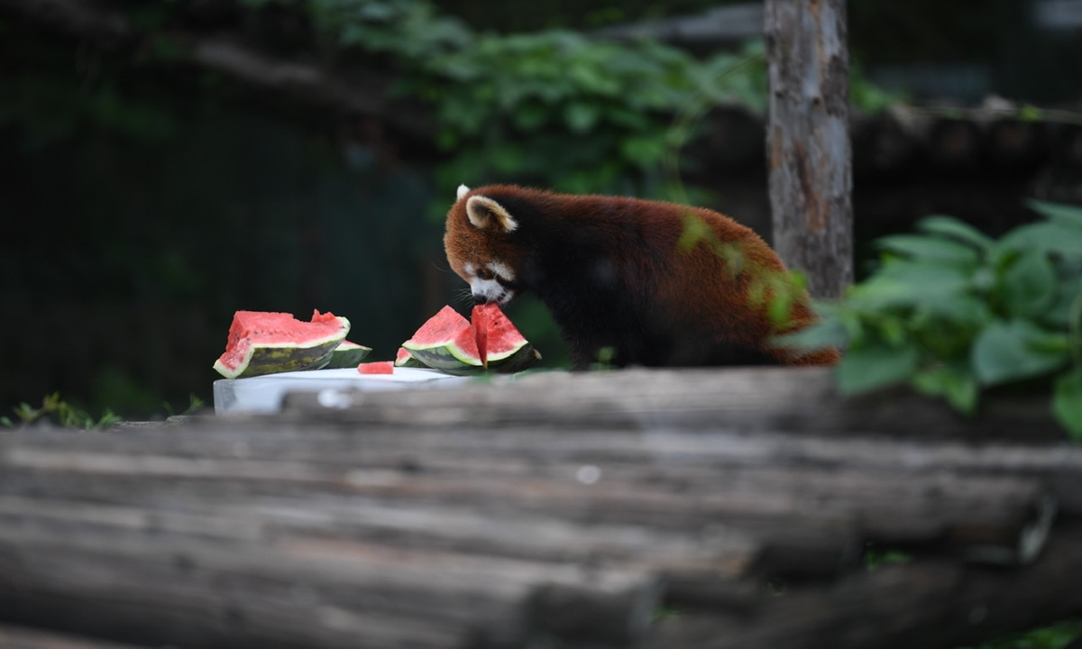 On Tuesday, a red panda is feeding on slices of a watermelon specially provided for the animals by the Beijing Zoo during the dog days of the year. Photo: IC