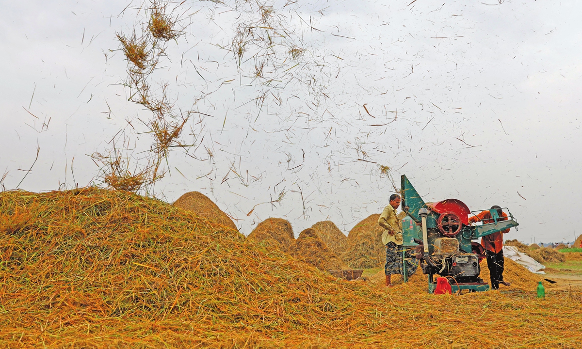 Farmers process paddy rice during harvesting season at Kishoreganj, Bangladesh on May 6, 2021. 

