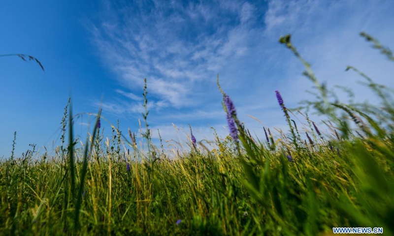 Photo taken on July 22, 2021 shows a summer landscape of the Chenbarhu Banner Grassland in Hulun Buir, north China's Inner Mongolia Autonomous Region.Photo:Xinhua