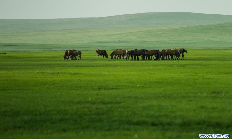 Photo taken on July 22, 2021 shows a summer landscape of the Chenbarhu Banner Grassland in Hulun Buir, north China's Inner Mongolia Autonomous Region.Photo:Xinhua