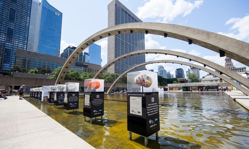 People look at brain sculptures at the Brain Project art exhibition in Nathan Phillips Square Pond in Toronto, Canada, on July 21, 2021.Photo:Xinhua