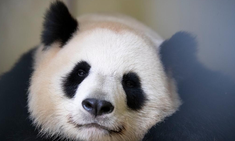 File photo taken on May 5, 2021 shows giant panda Huan Huan at the Beauval Zoo in Saint-Aignan-sur-Cher, France. Huan Huan, a giant panda at Beauval Zoo in central France, is pregnant and the birth of her cub is expected in about 10 days, announced the zoo.Photo:Xinhua