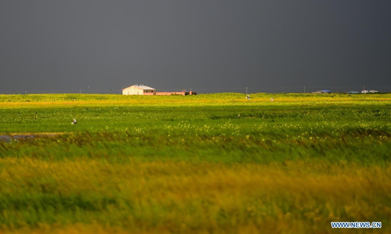 Photo taken on July 22, 2021 shows a summer landscape of the Chenbarhu Banner Grassland in Hulun Buir, north China's Inner Mongolia Autonomous Region.Photo:Xinhua