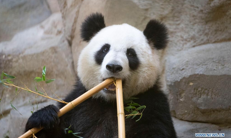 File photo taken on May 5, 2021 shows giant panda Huan Huan at the Beauval Zoo in Saint-Aignan-sur-Cher, France. Huan Huan, a giant panda at Beauval Zoo in central France, is pregnant and the birth of her cub is expected in about 10 days, announced the zoo.Photo:Xinhua