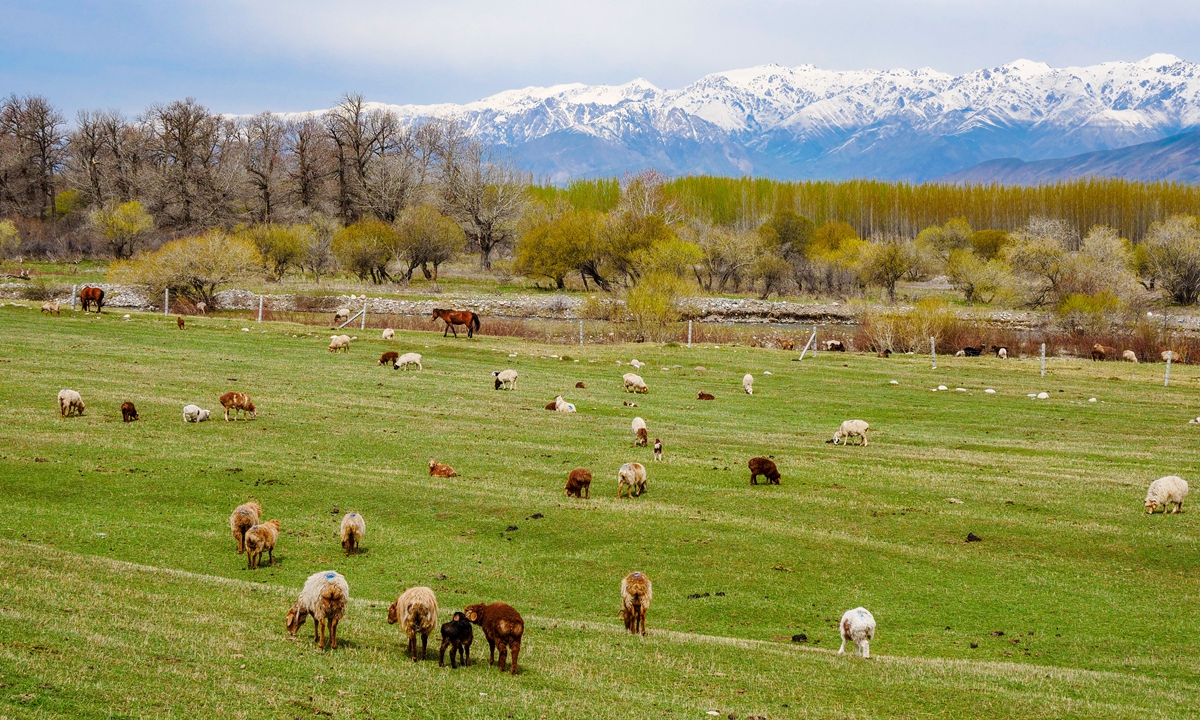 A view of Ili Grasslands in Xinjiang Uygur Autonomous Region Photo: IC