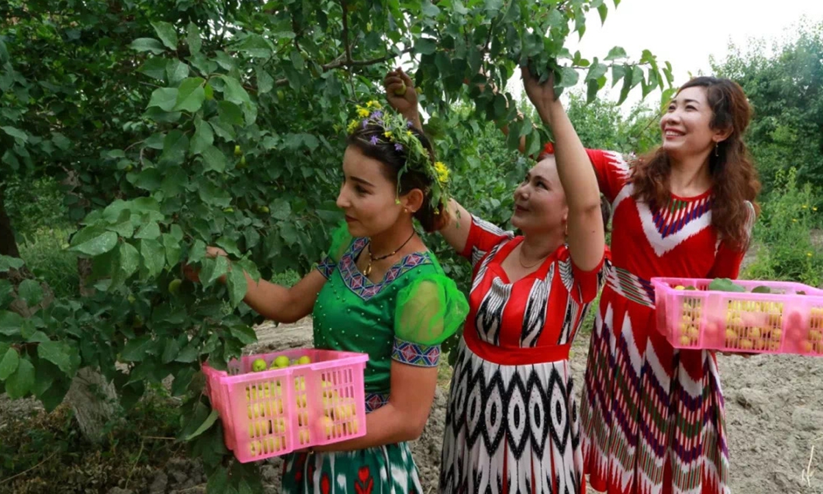 Local women pick apricots in Abulikenmu's hometown YangXia town in July 2019. Photo: Courtesy of Abulikenmu