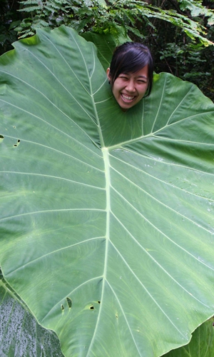 The Kaeng Krachan Forest Complex in Thailand Photos: AFP