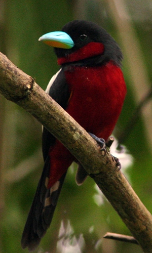 The Kaeng Krachan Forest Complex in Thailand Photos: AFP