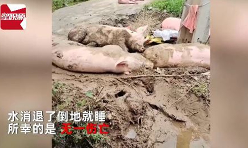 Pigs survive Henan flood Photo: Screenshot of an online video 