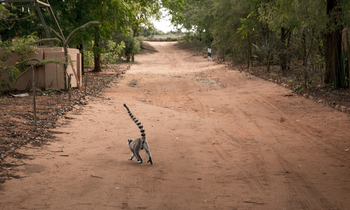 A lemur walks in the Berenty Lodge hotel, Berenty Reserve, southeast Madagascar, on December 14, 2018. Photo: AFP