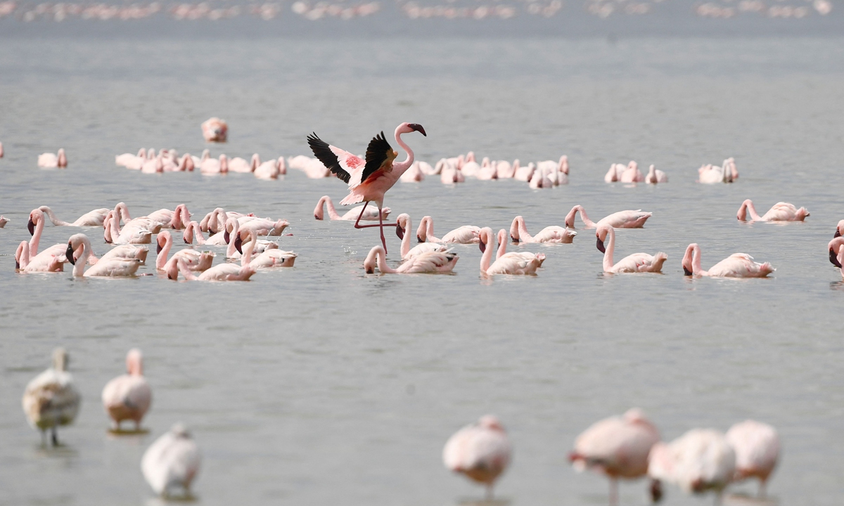 Flamingoes are seen at Lake Elmenteita, Kenya, on Monday. Photo: VCG