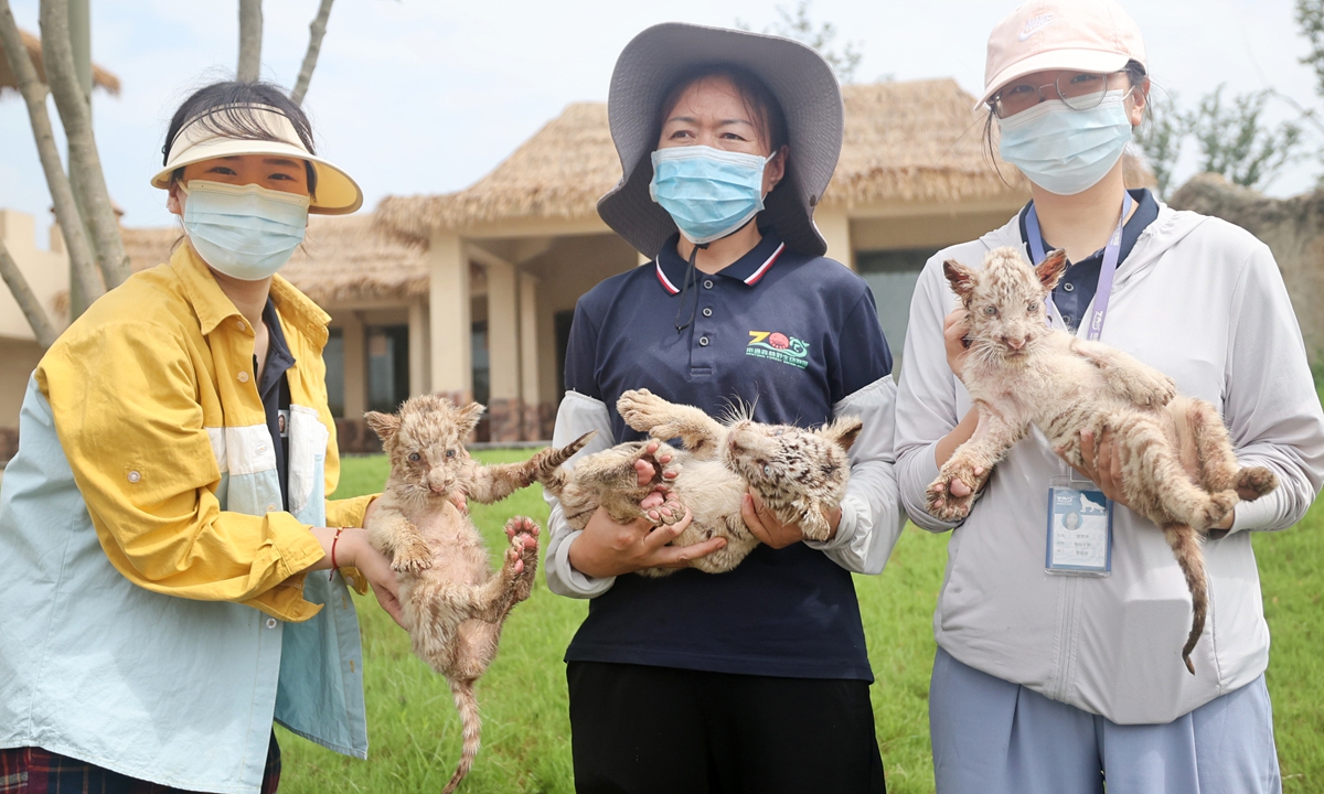 Staff members hold white tiger triplets at the Nantong Forest Safari Park in Nantong, Jiangsu Province on Thursday. The one-month-old Bengal white tiger triplets were vaccinated before meeting with visitors at the park on Thursday, which was International Tiger Day. Photo: VCG