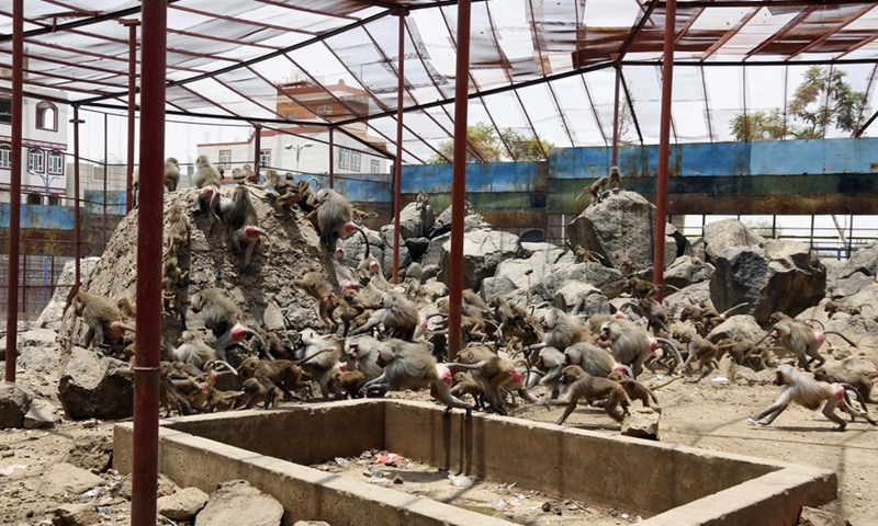 Baboons are seen inside their shelter at the Sanaa Zoo, in Sanaa, Yemen, on July 28, 2021.Photo:Xinhua