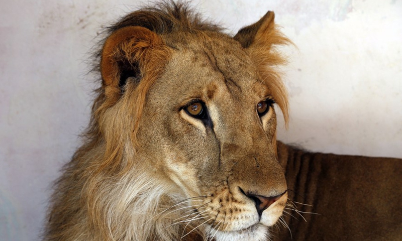 A Lion is seen inside its shelter at the Sanaa Zoo, in Sanaa, Yemen, on July 28, 2021.Photo:Xinhua