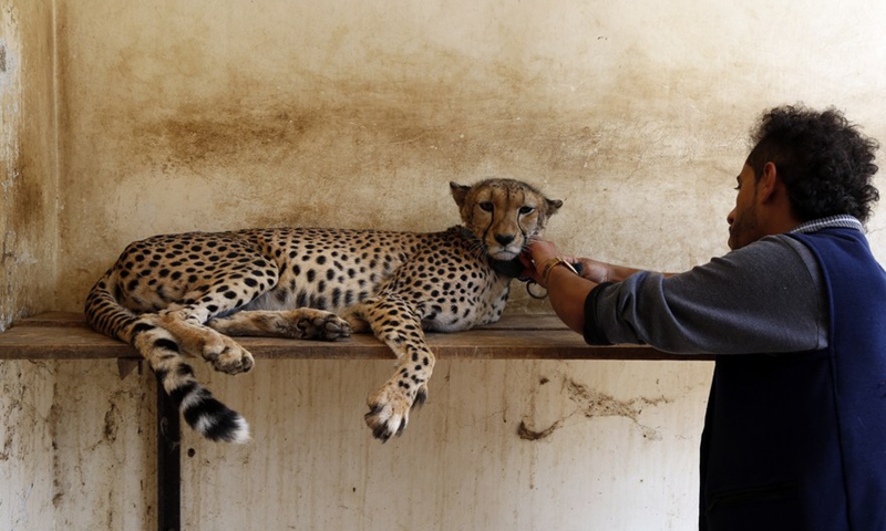 A keeper exams a cheetah at the Sanaa Zoo, in Sanaa, Yemen, on July 28, 2021.Photo:Xinhua
