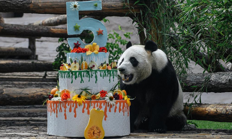 Giant panda Ru Yi takes a bite of its birthday cake at the Moscow Zoo in Moscow, capital of Russia, July 31, 2021. The Moscow Zoo celebrated birthday for giant panda Ru Yi that arrived from China in 2019 for a 15-year scientific program.Photo:Xinhua