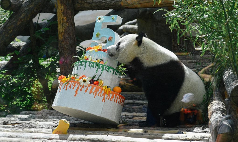 Giant panda Ru Yi takes a bite of its birthday cake at the Moscow Zoo in Moscow, capital of Russia, July 31, 2021. The Moscow Zoo celebrated birthday for giant panda Ru Yi that arrived from China in 2019 for a 15-year scientific program.Photo:Xinhua