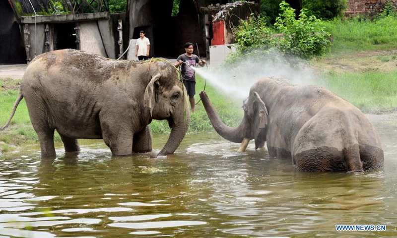Photo taken on Aug. 1, 2021 shows elephants at the Delhi Zoo in India. The Delhi Zoo reopened to the public and provided online ticket booking service to visitors. (Xinhua/Partha Sarkar)