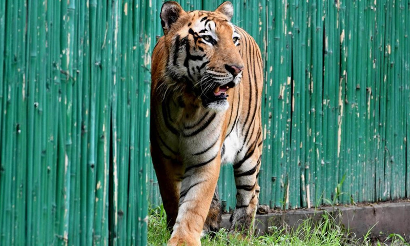 Photo taken on Aug. 1, 2021 shows a Royal Bengal tiger at the Delhi Zoo in India. The Delhi Zoo reopened to the public and provided online ticket booking service to visitors. (Xinhua/Partha Sarkar)
