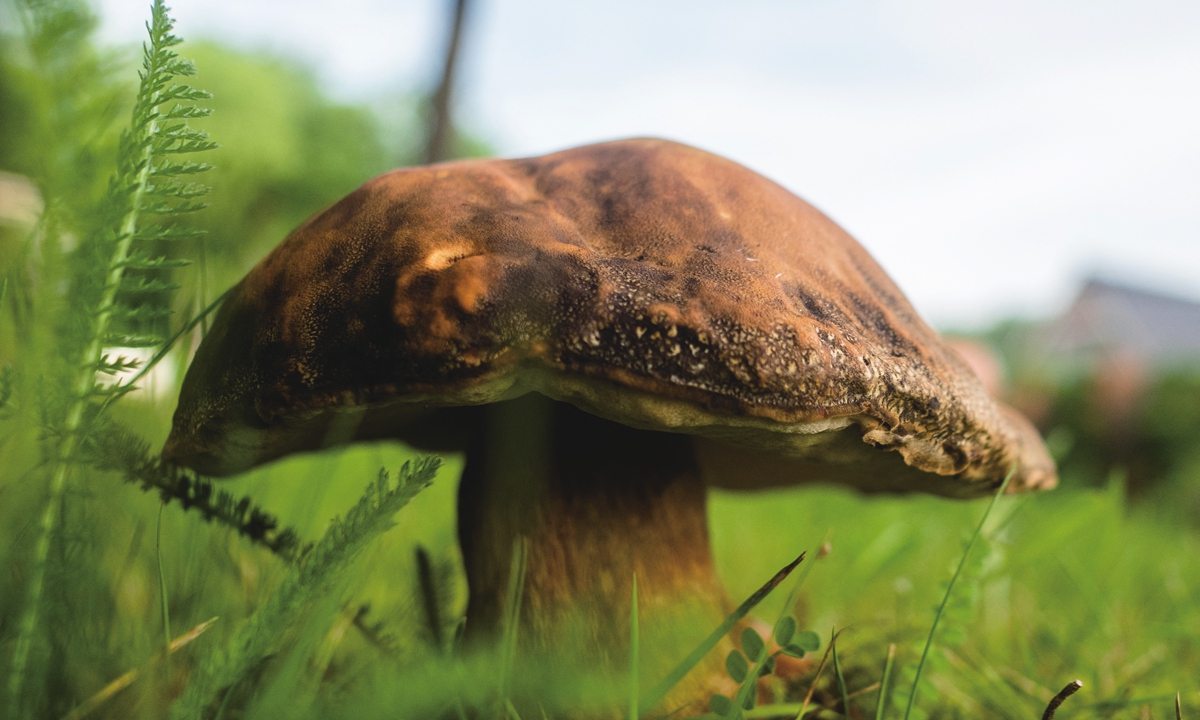 Because of the last rainfalls and the wet environment, it is still very easy to find mushrooms on July 10.Photo: AFP
