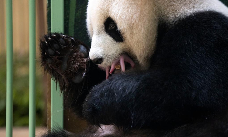 Huan Huan, a giant panda, is seen with one of its newly born twin cubs at the Beauval Zoo in Saint-Aignan, central France, Aug. 2, 2021. Huan Huan gave birth to twin cubs early Monday, announced the zoo. (Beauval Zoo/Handout via Xinhua)